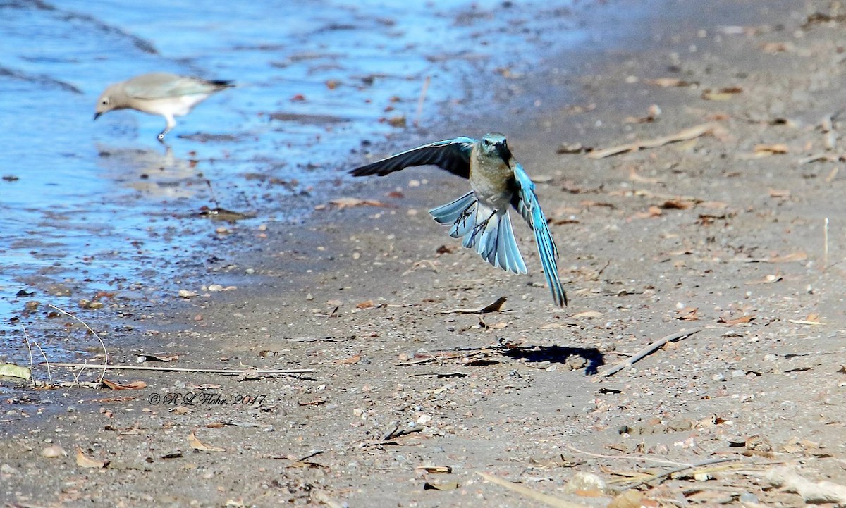 Mountain Bluebird - ML644544773