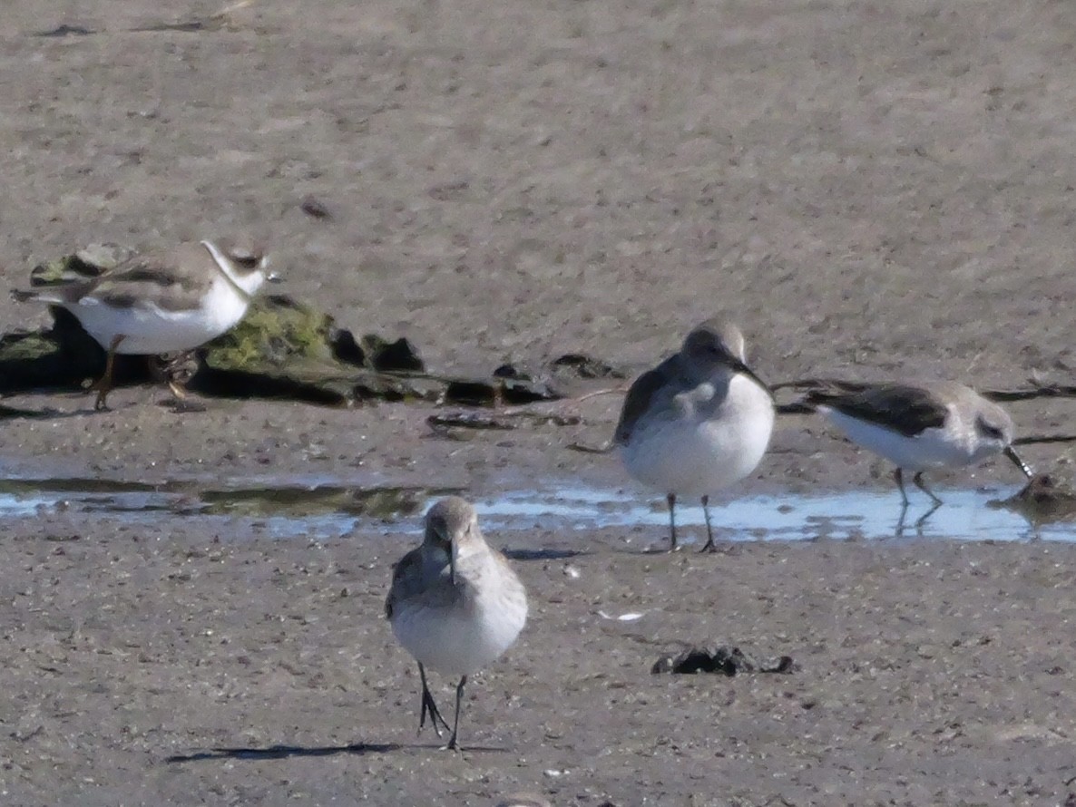 ハマシギ - ML644544775