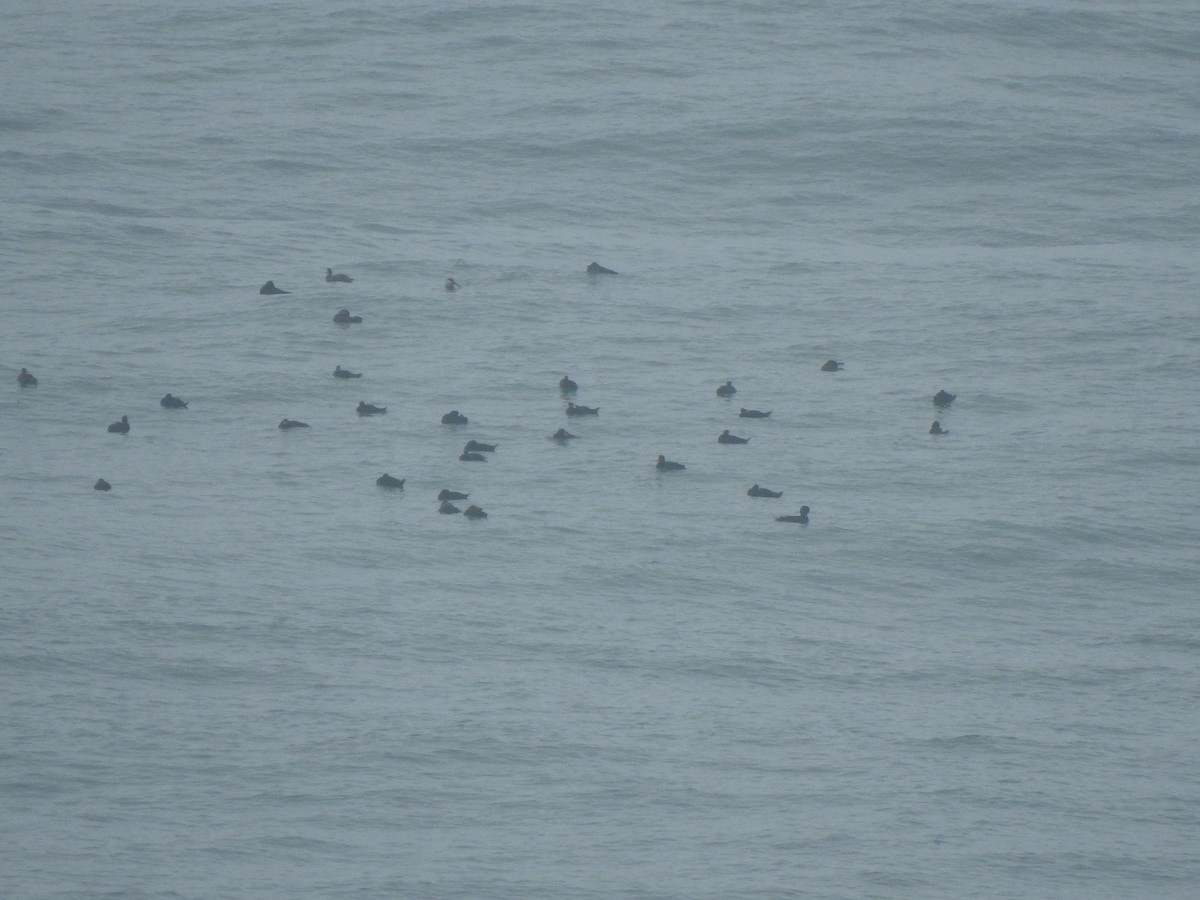 Common Scoter - ML644544776