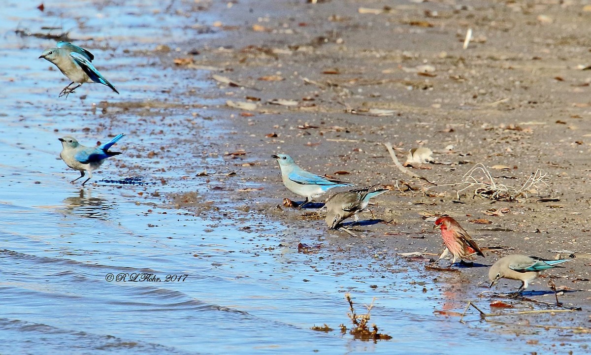 Mountain Bluebird - ML644544778