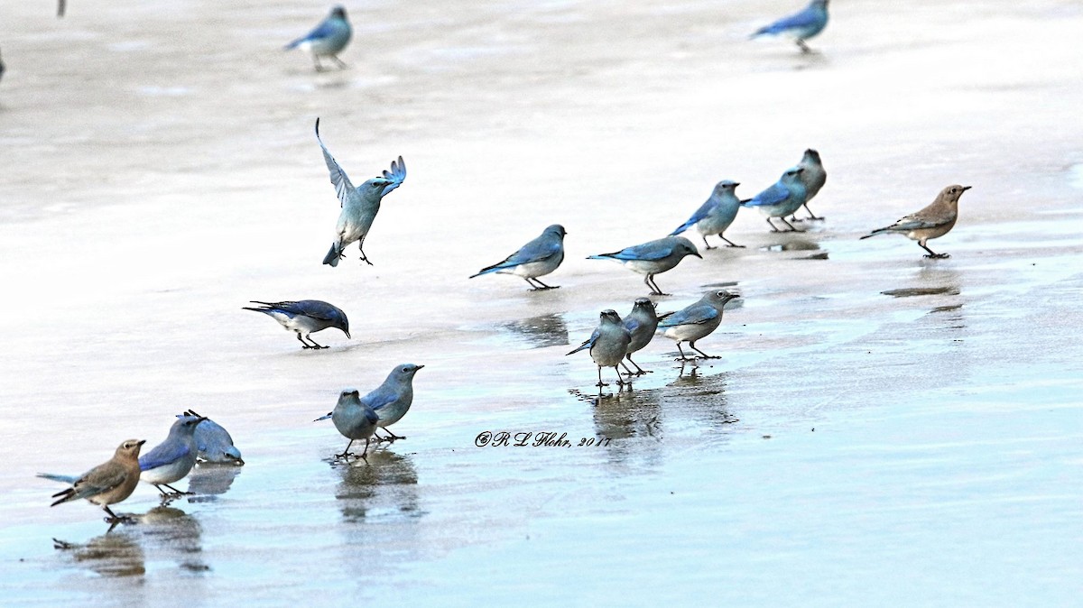 Mountain Bluebird - ML644544779