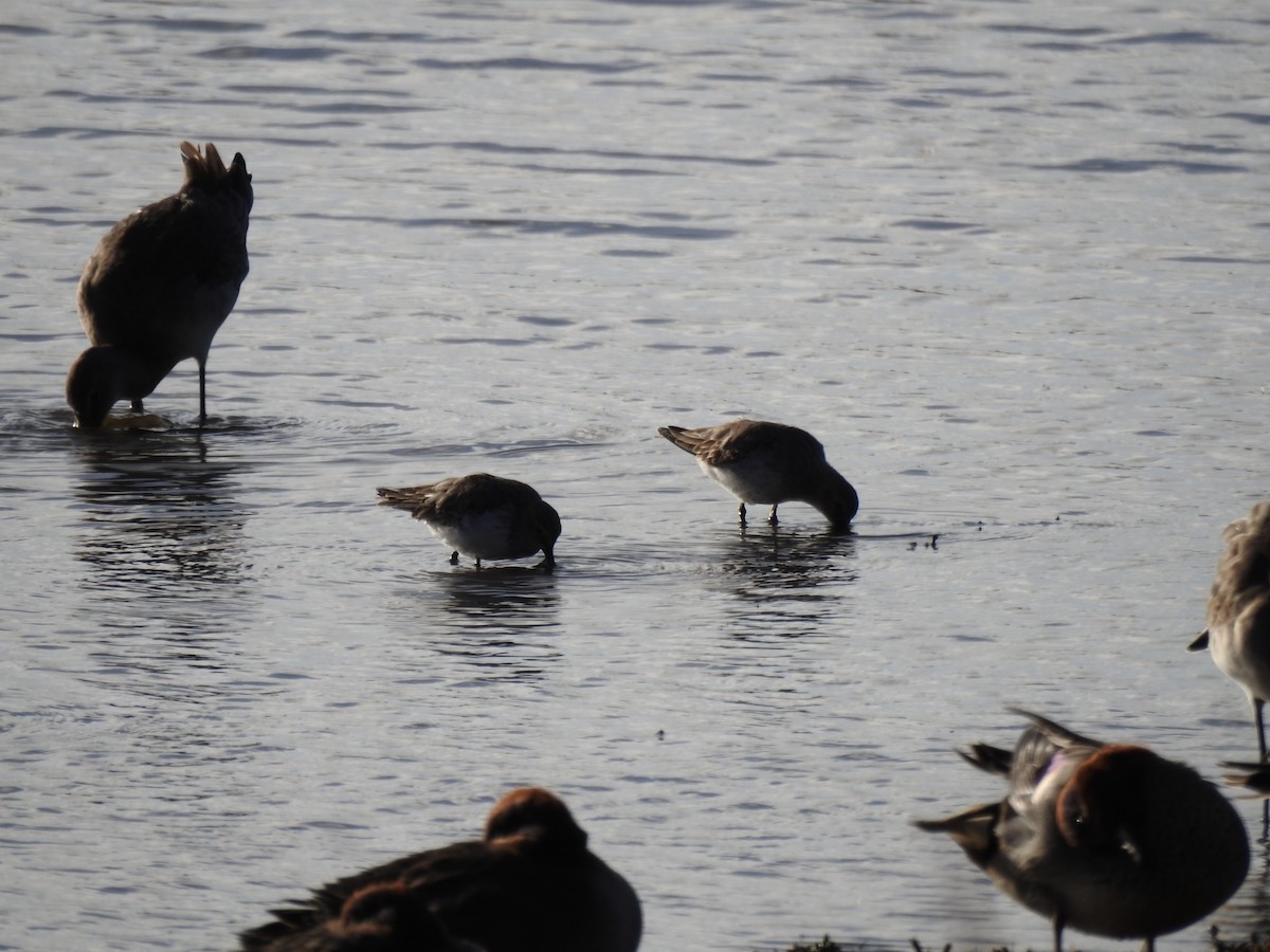 Dunlin - ML644544782