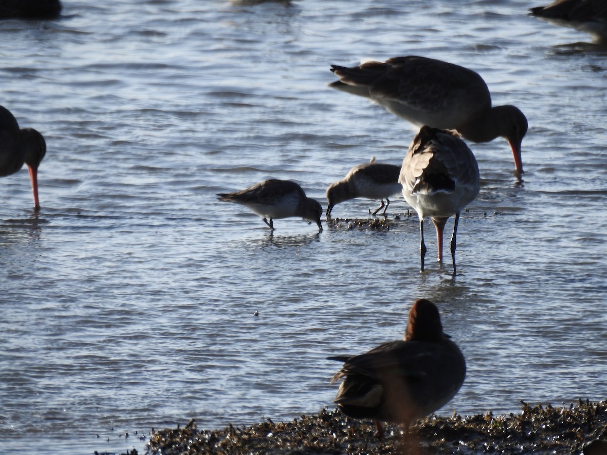 Dunlin - ML644544783