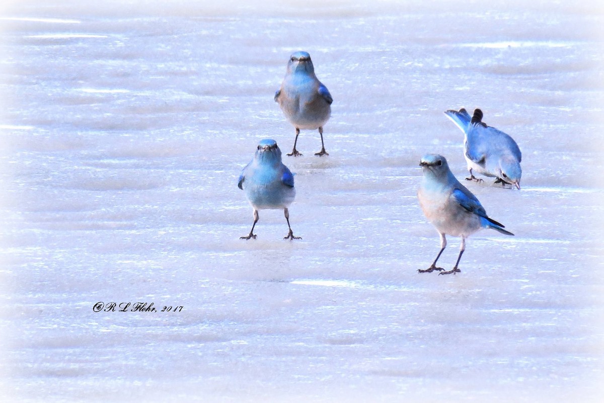 Mountain Bluebird - ML644544785