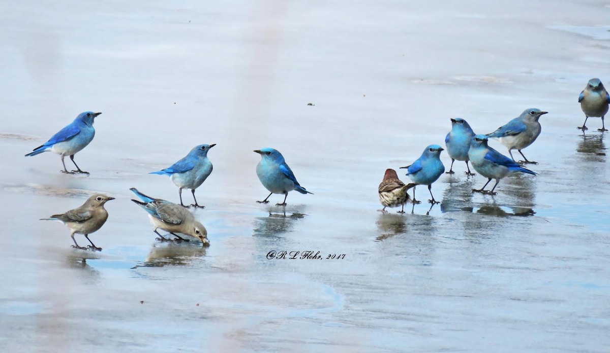 Mountain Bluebird - ML644544786