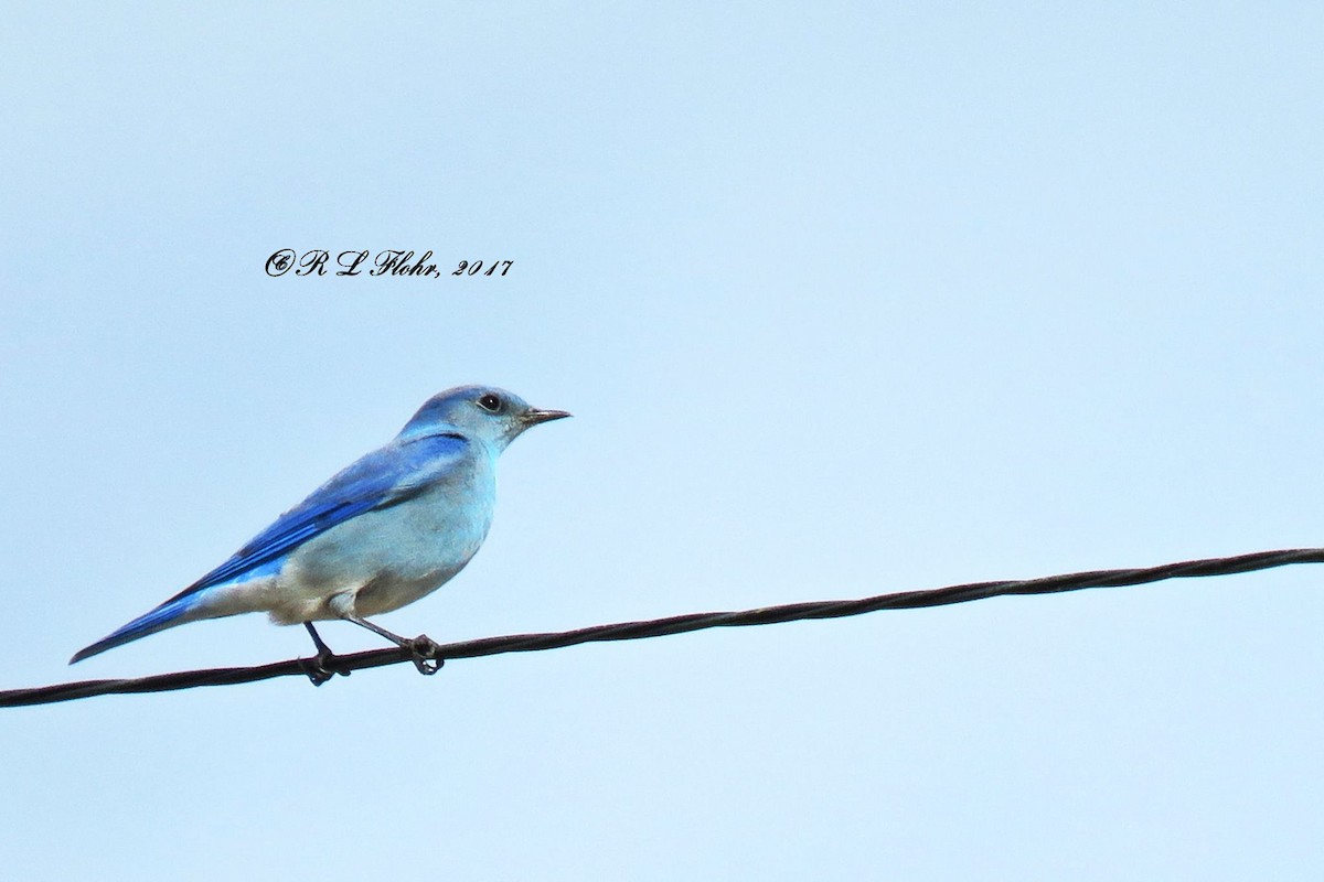 Mountain Bluebird - ML644544790