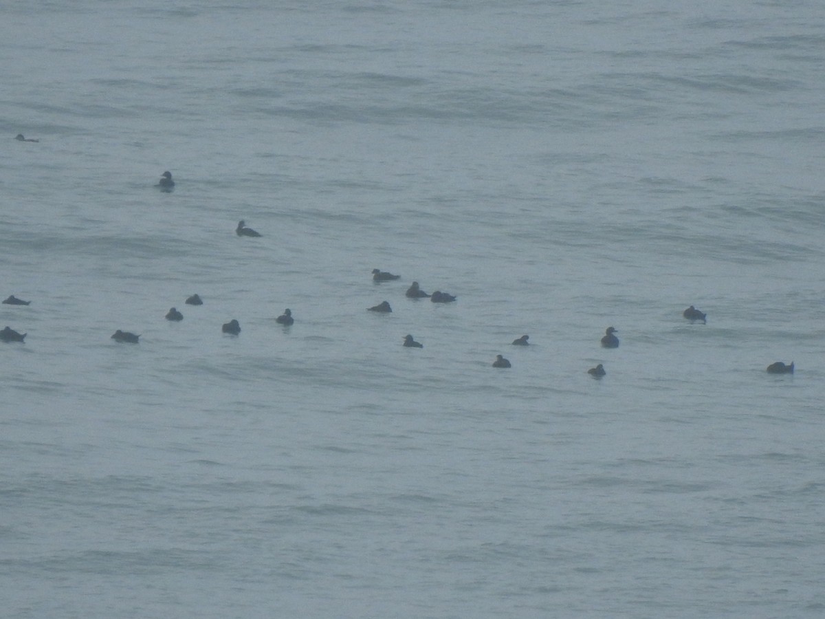 Common Scoter - ML644544791