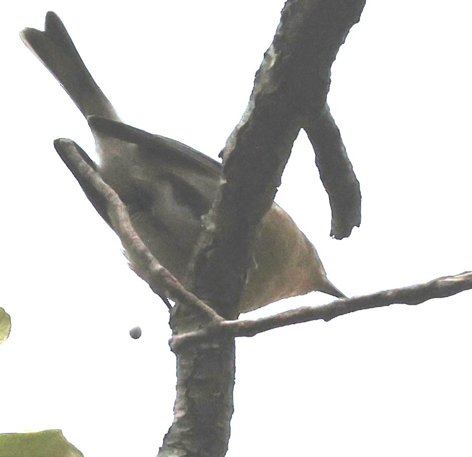 Reinita del Pinar - ML644544797