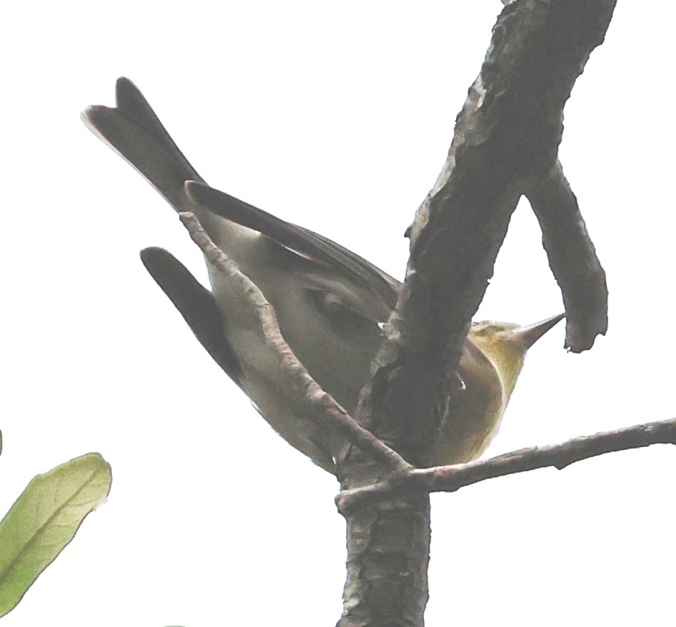 Reinita del Pinar - ML644544798