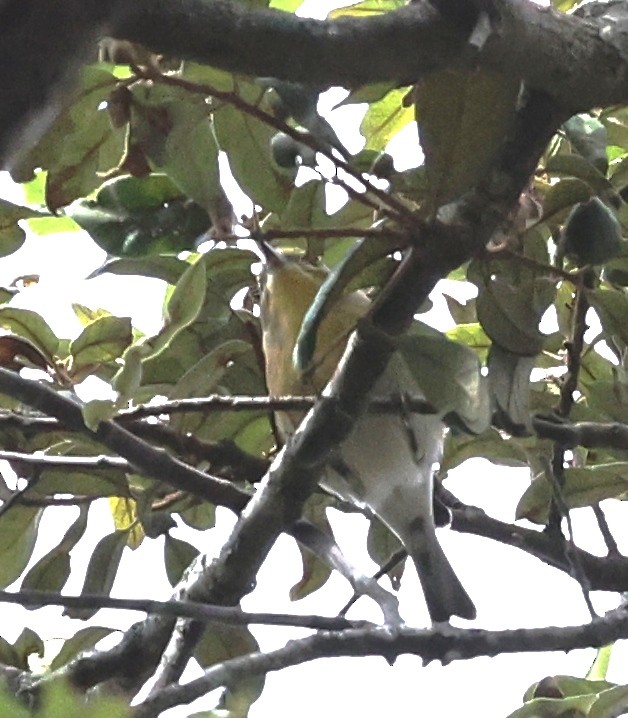 Reinita del Pinar - ML644544799