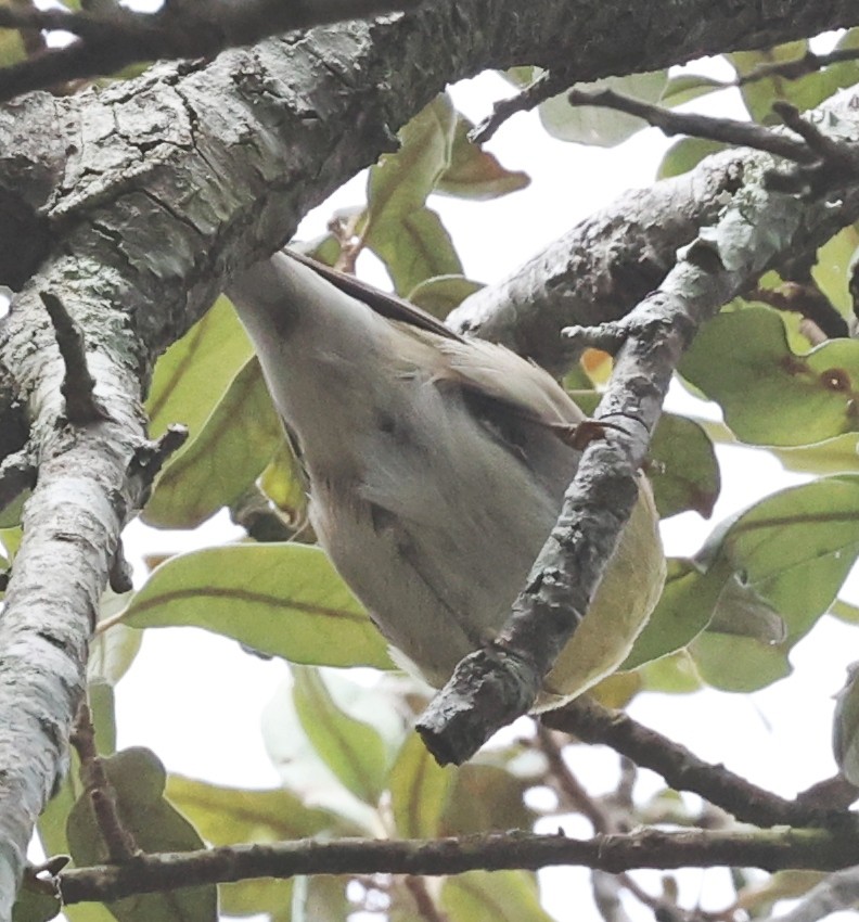 Reinita del Pinar - ML644544801