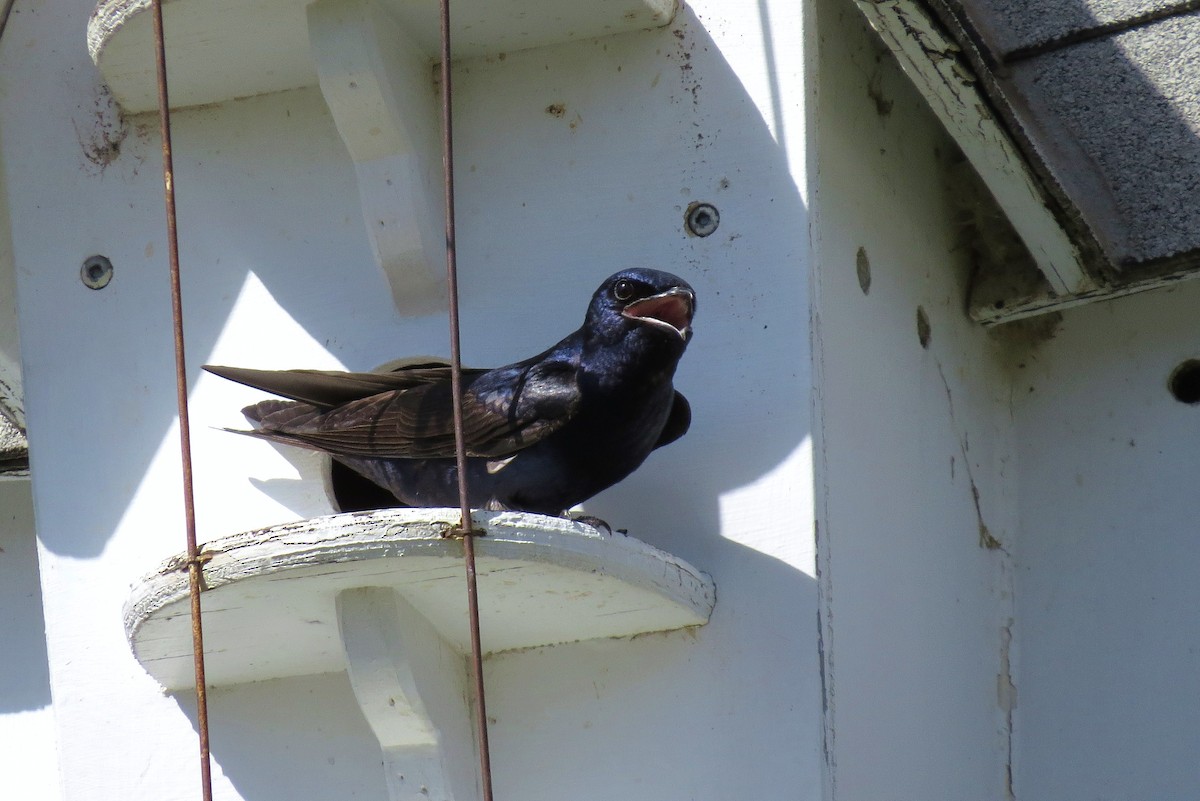 Purple Martin - ML644544804