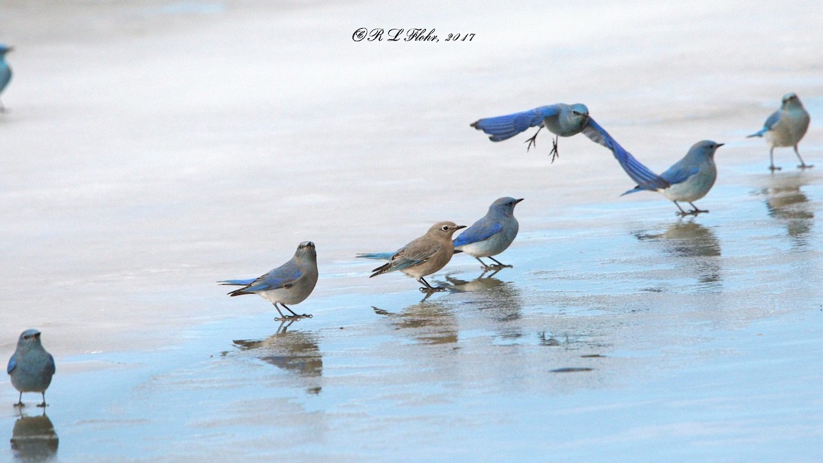 Mountain Bluebird - ML644544810