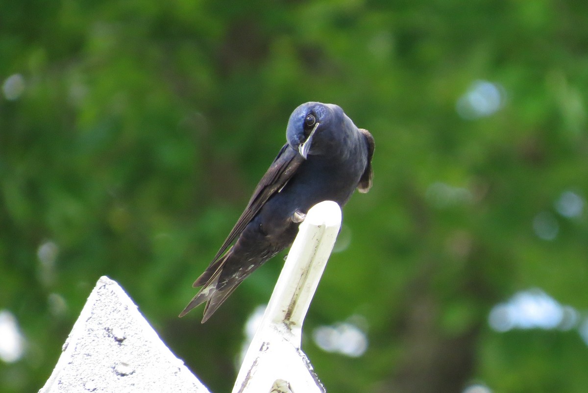 Purple Martin - ML644544814