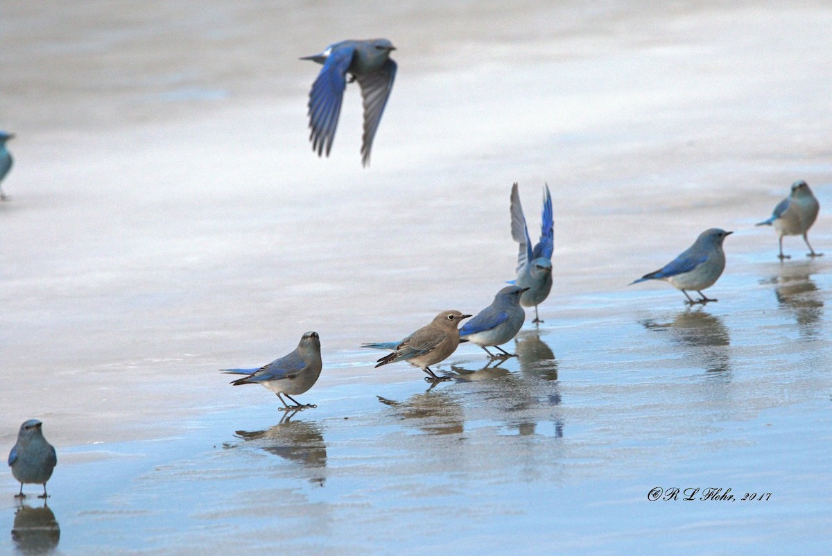 Mountain Bluebird - ML644544816