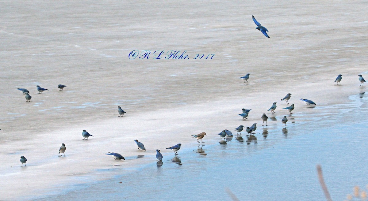 Mountain Bluebird - ML644544823