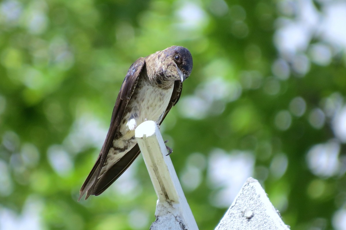 Purple Martin - ML644544824