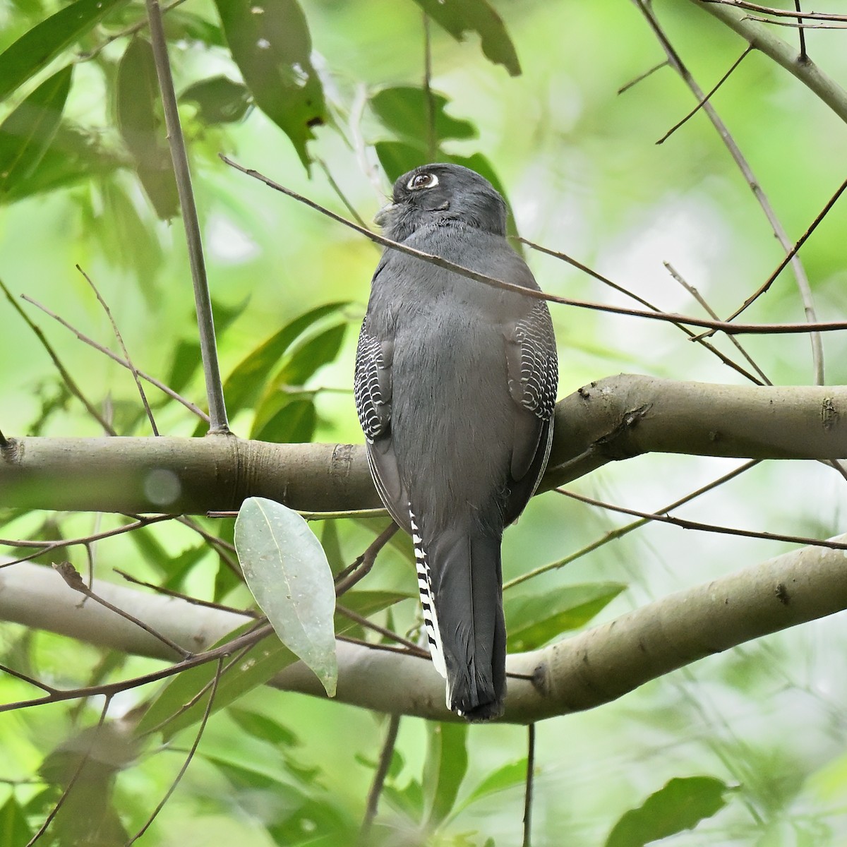 Blue-crowned Trogon - ML644544829