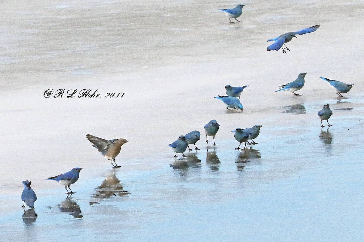 Mountain Bluebird - ML644544832