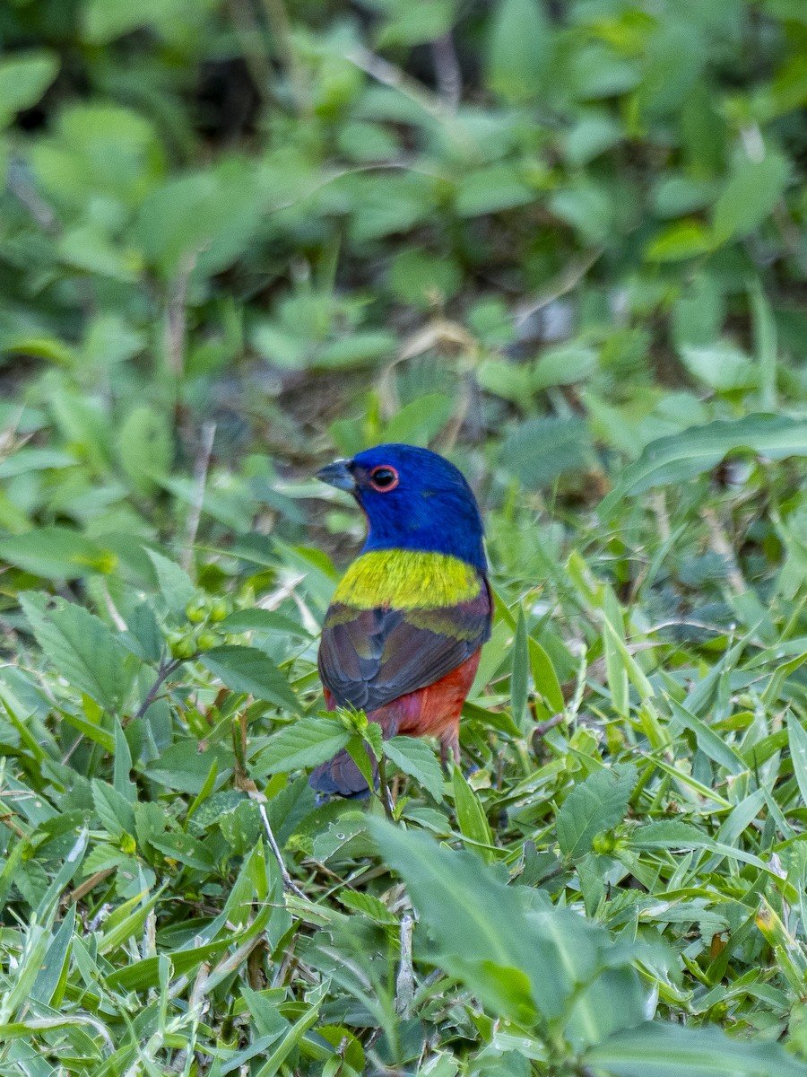 Painted Bunting - ML644544834