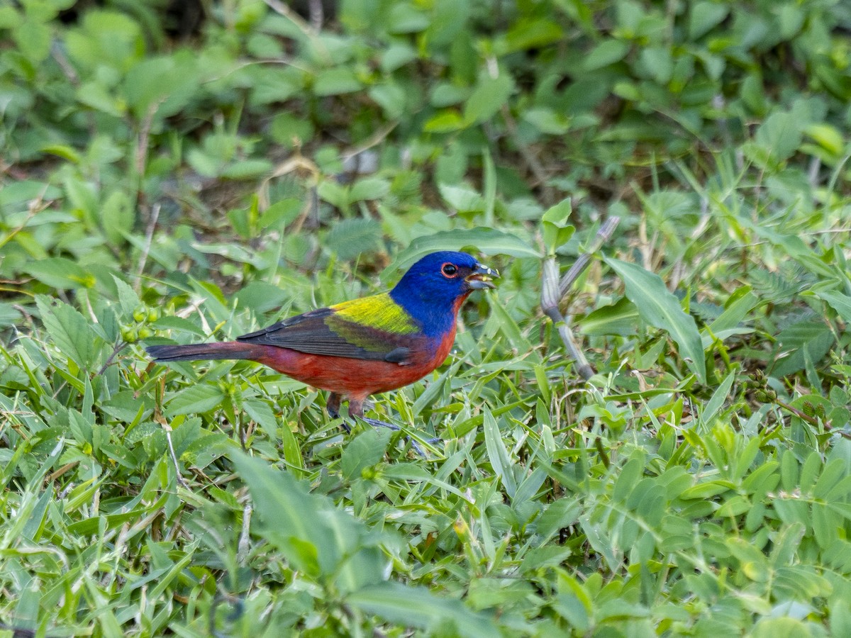 Painted Bunting - ML644544836