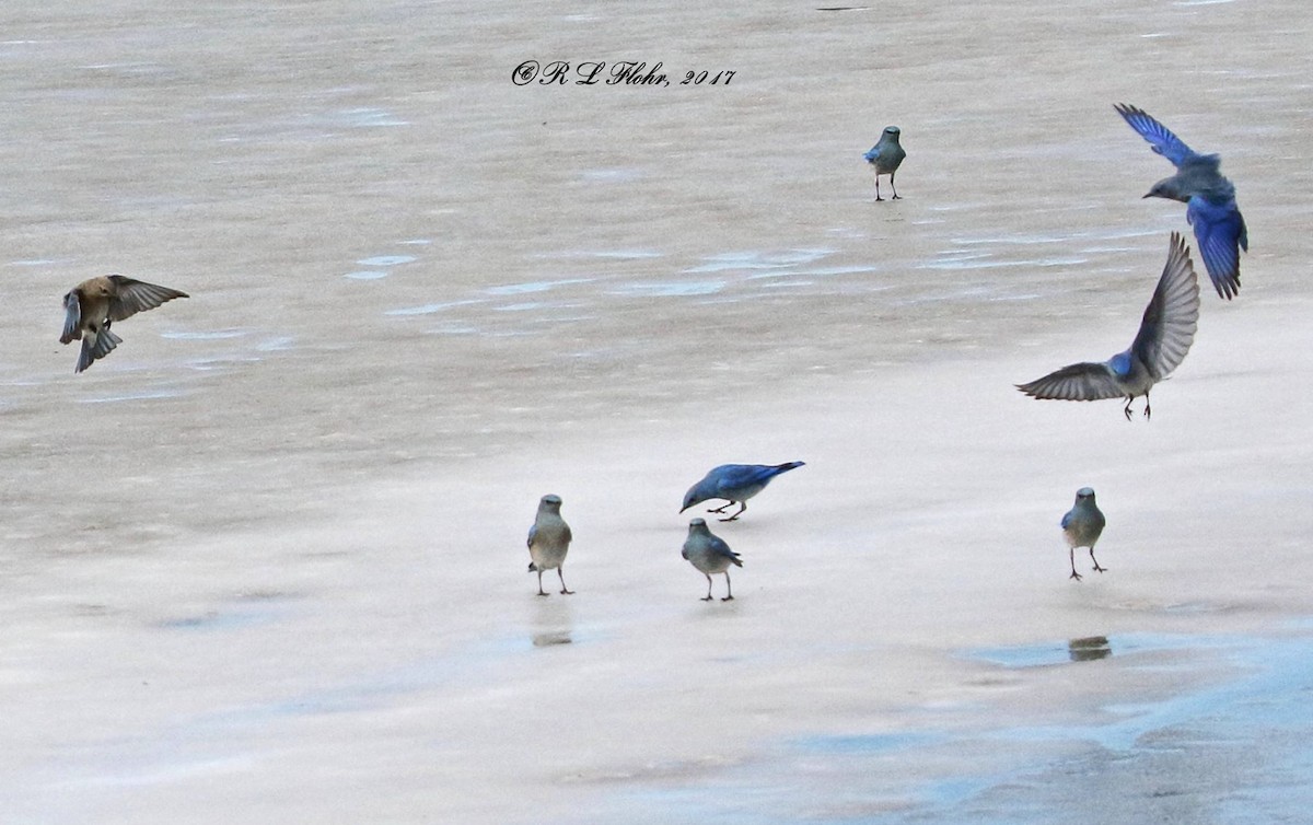 Mountain Bluebird - ML644544840