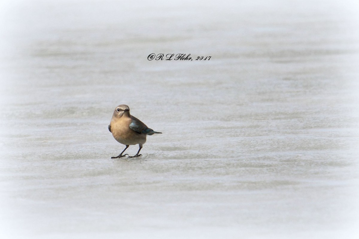 Mountain Bluebird - ML644544844