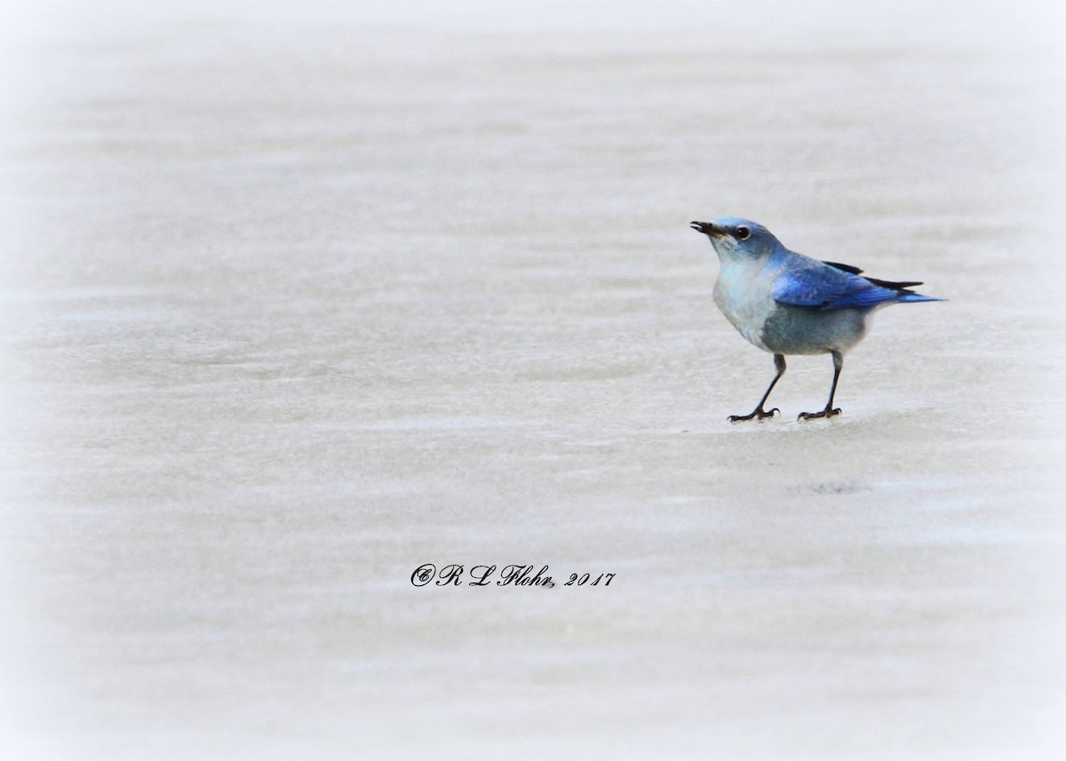 Mountain Bluebird - ML644544849