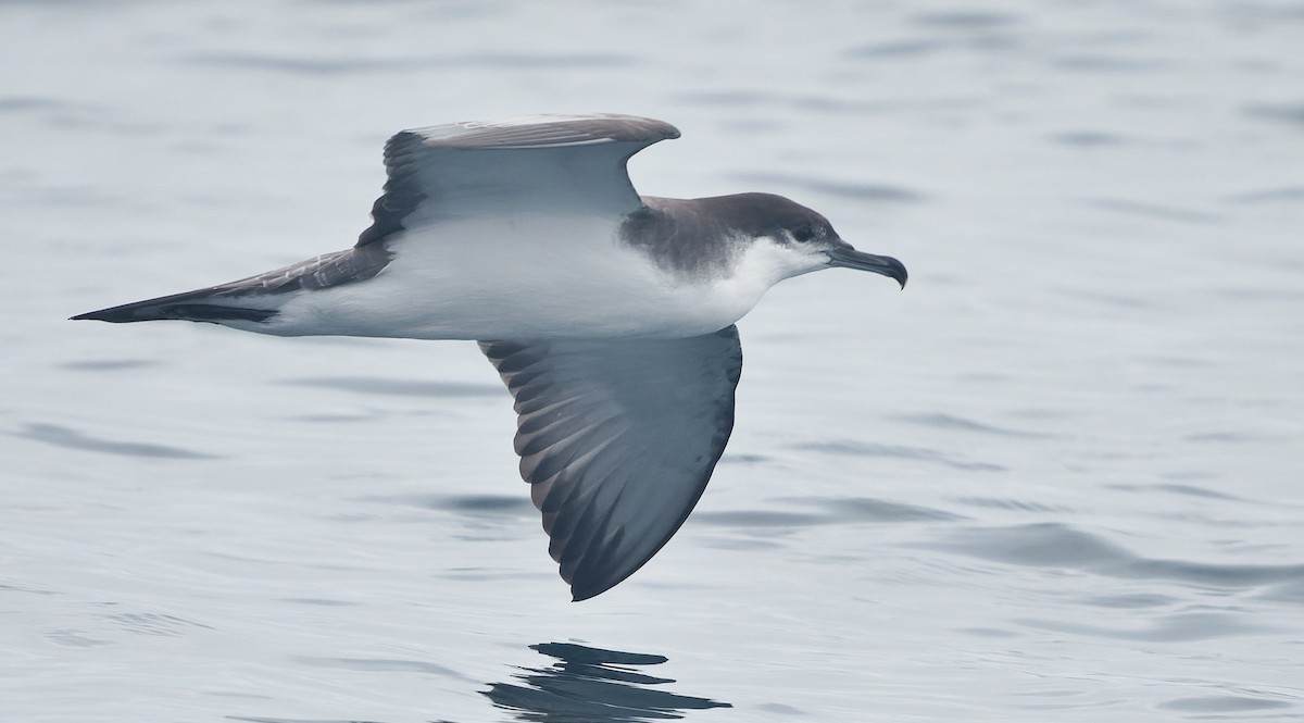 Буллеров буревестник - ML644544852