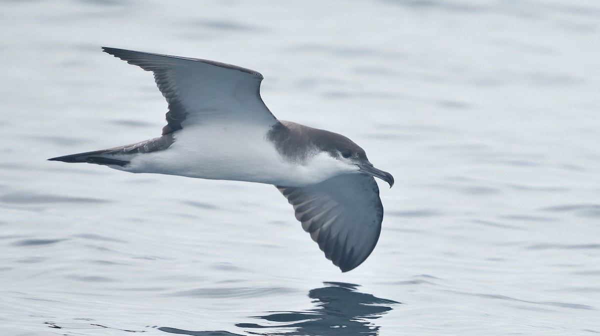 Буллеров буревестник - ML644544853