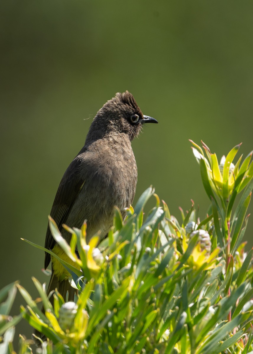 Bulbul du Cap - ML644544854