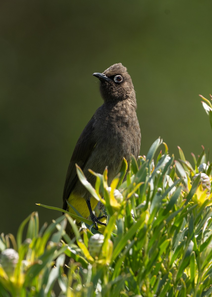 Bulbul du Cap - ML644544855