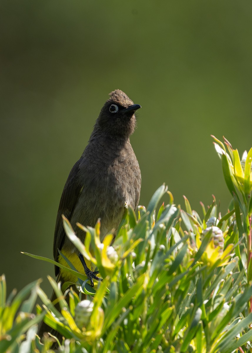 Bulbul du Cap - ML644544856