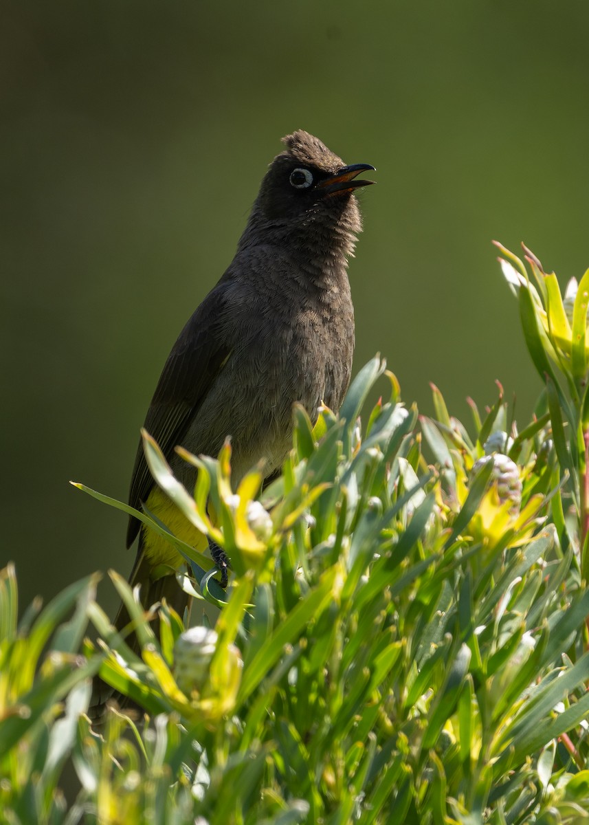 Bulbul du Cap - ML644544857