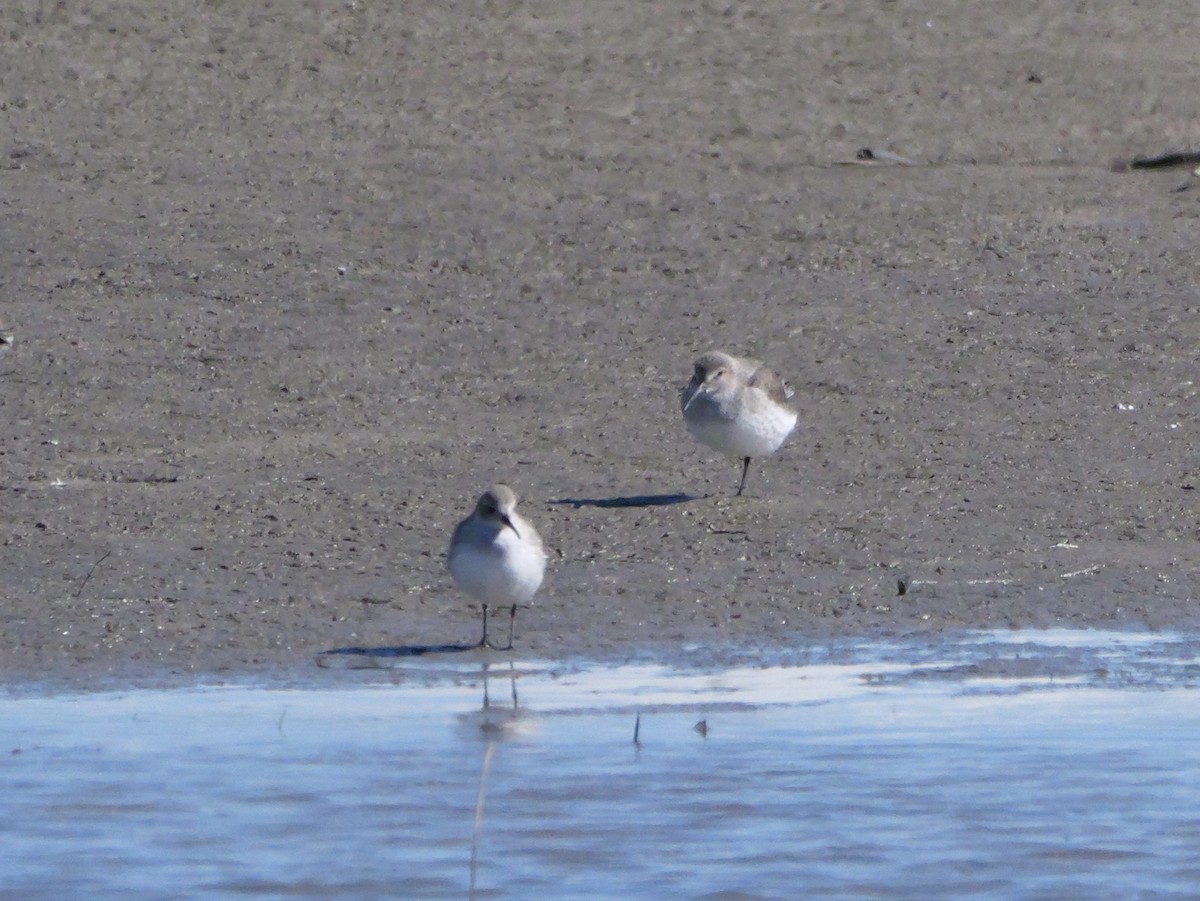 Dunlin - ML644544858
