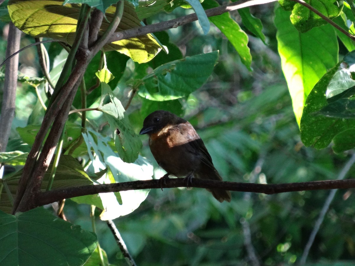Red-throated Ant-Tanager - ML644544861