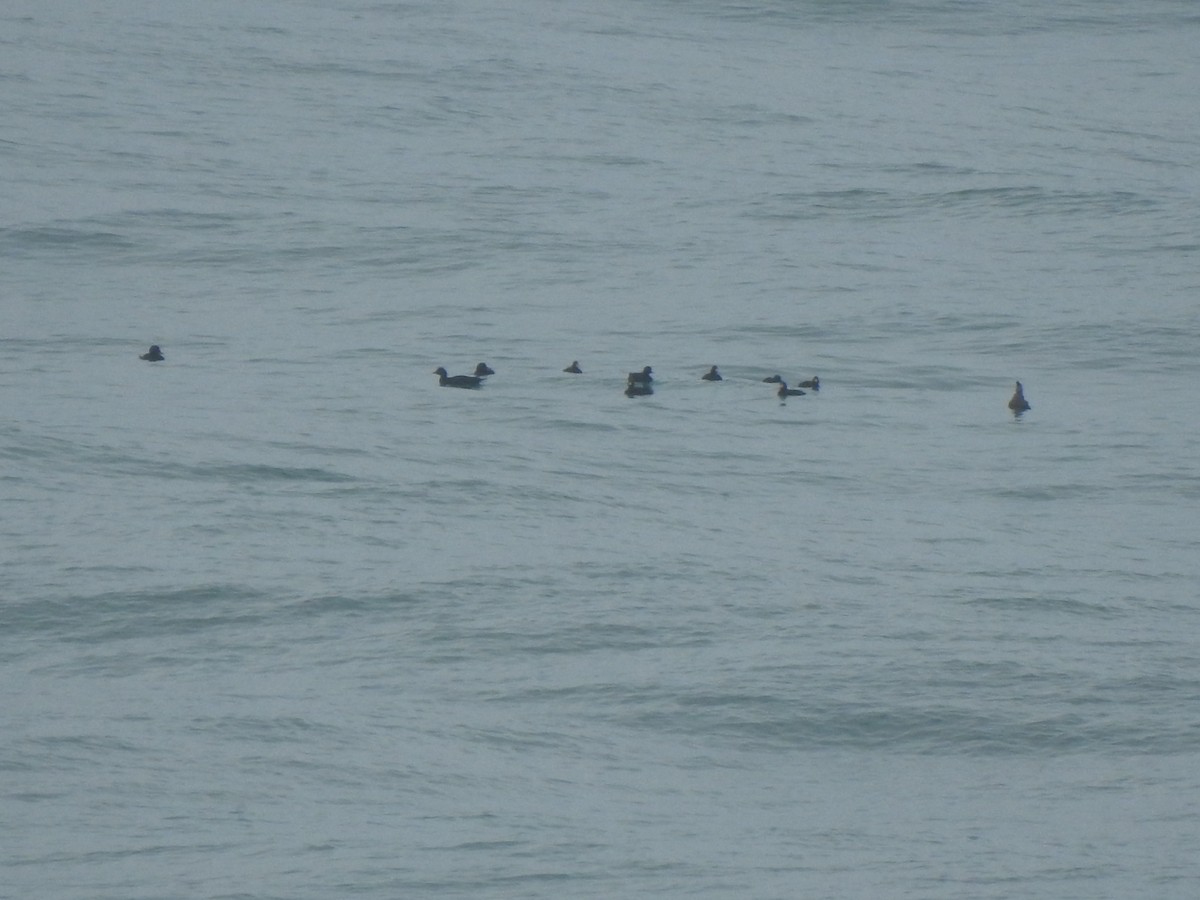 Common Scoter - ML644544862