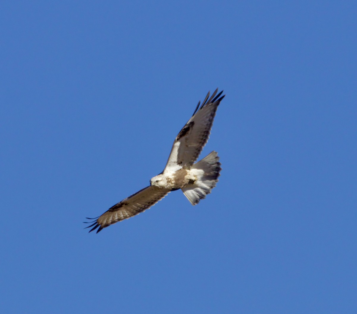 Buse pattue - ML644544865