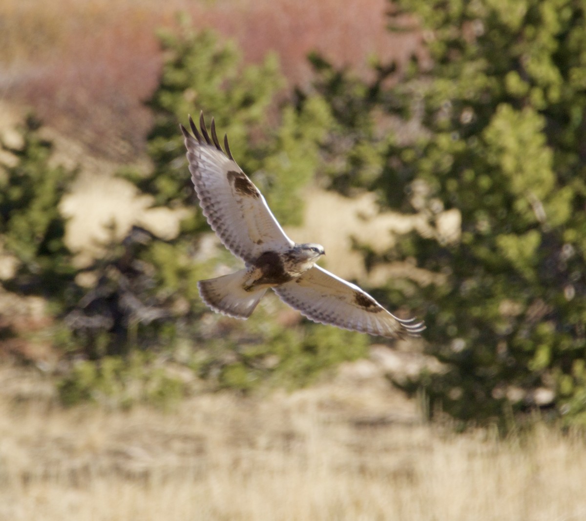 Buse pattue - ML644544866