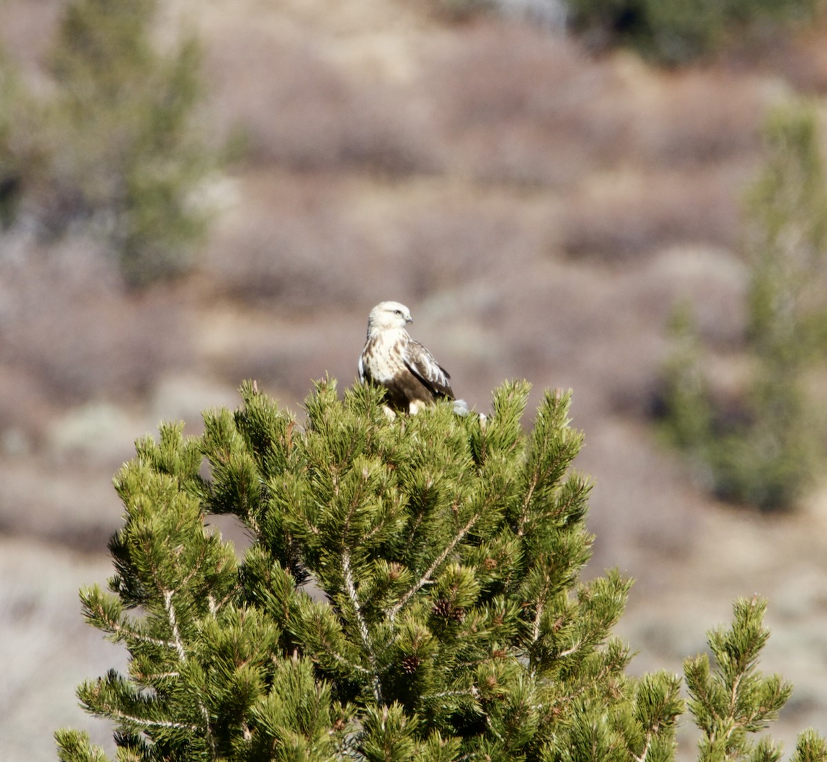 Buse pattue - ML644544867