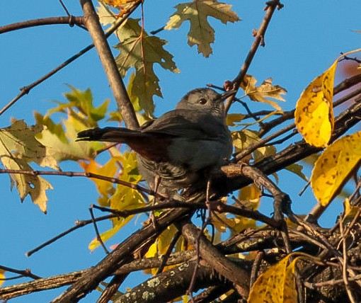 Gray Catbird - ML644544869