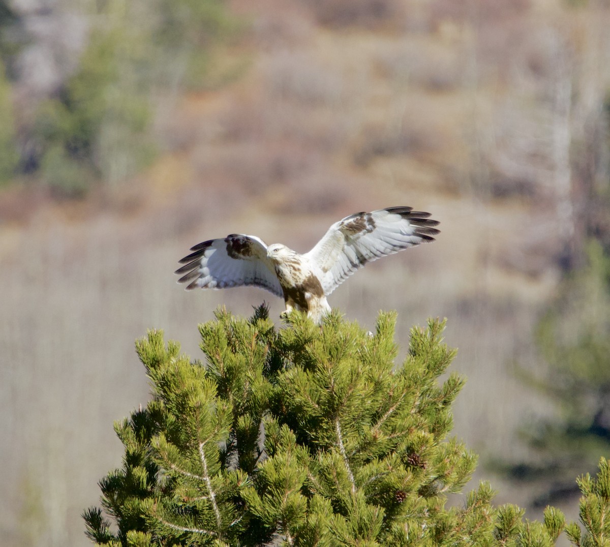 Buse pattue - ML644544870