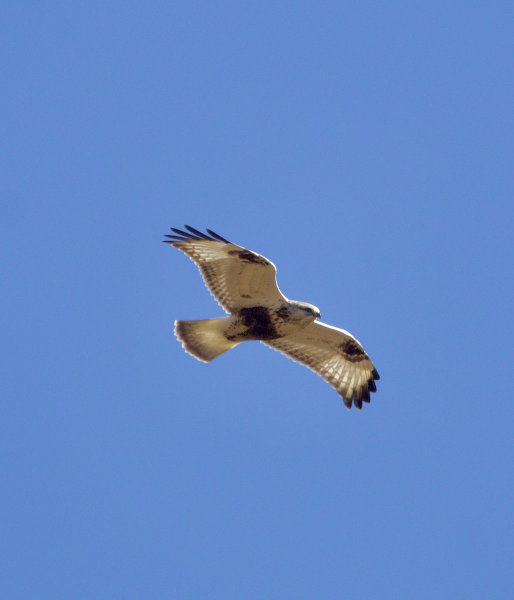 Buse pattue - ML644544871