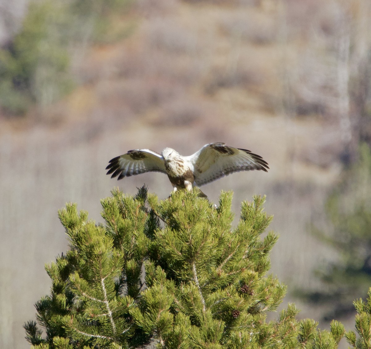 Buse pattue - ML644544872