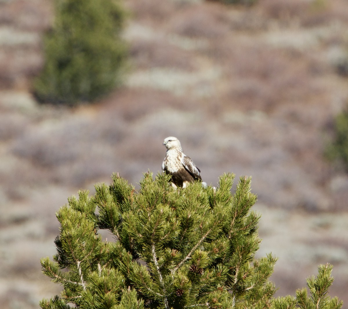 Buse pattue - ML644544873