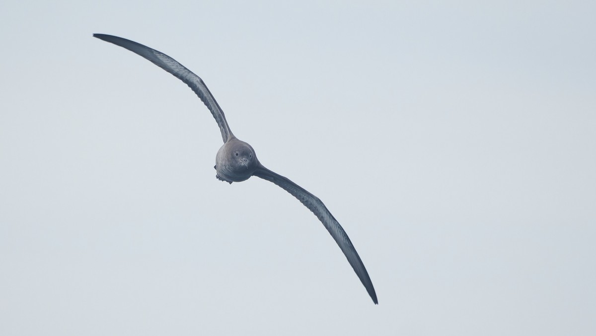 buřňák temný - ML644544876