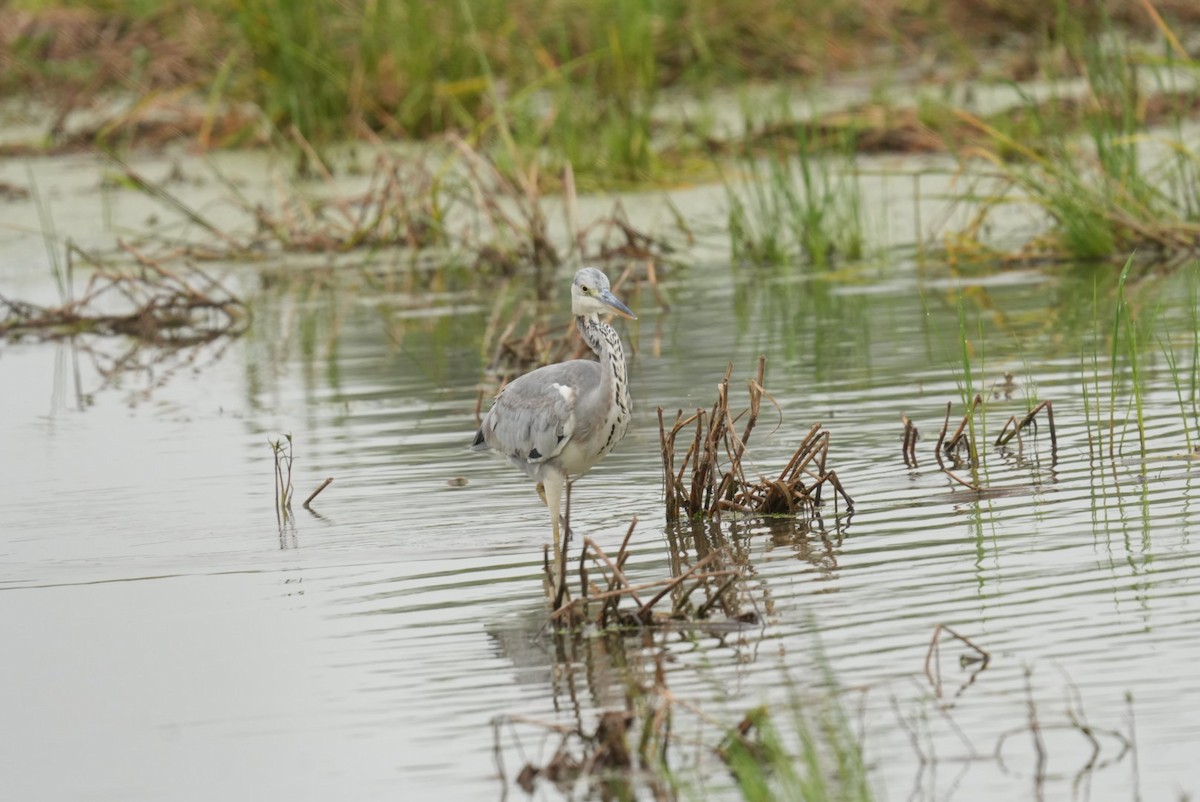 Koartza hauskara - ML644544882