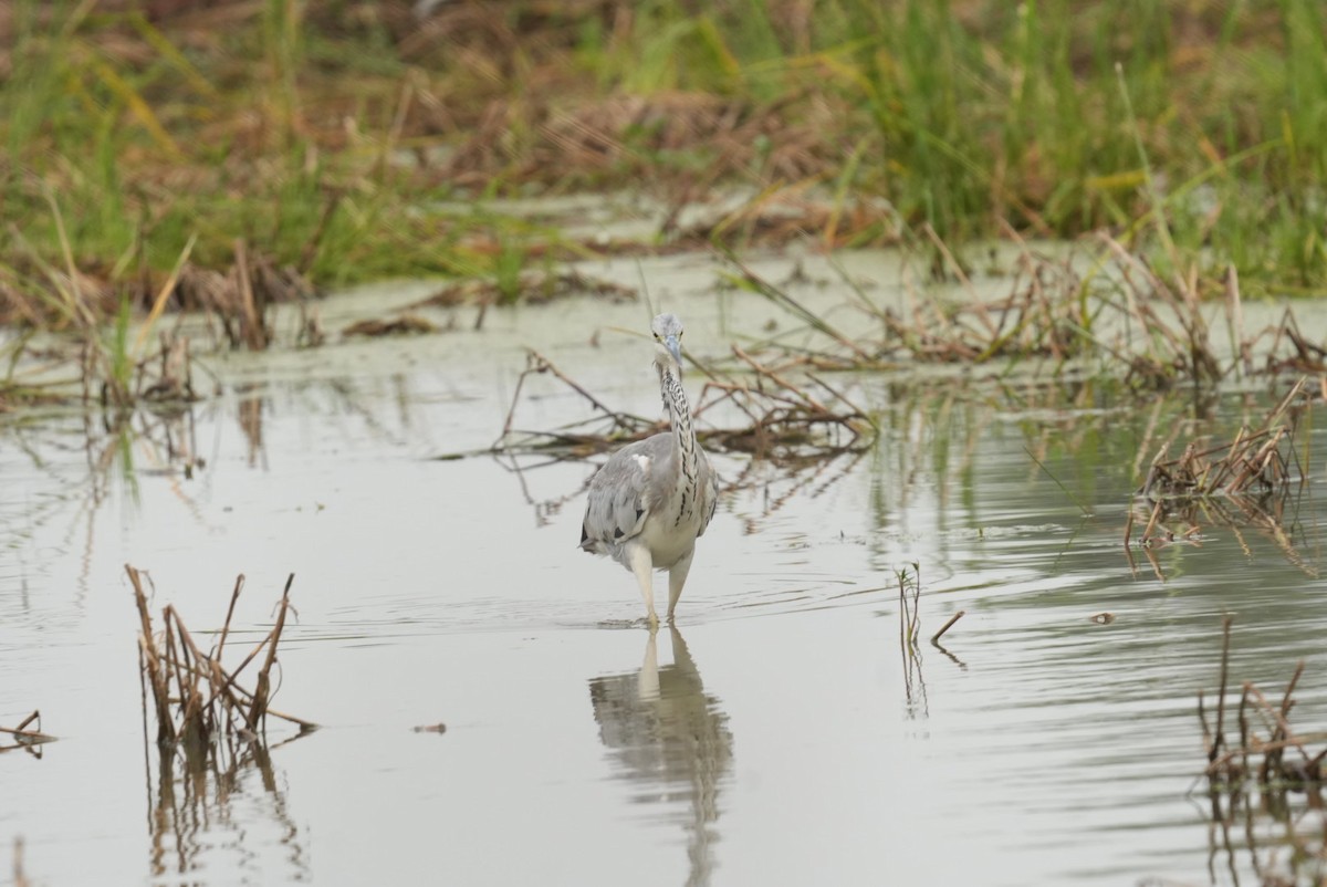 Koartza hauskara - ML644544883