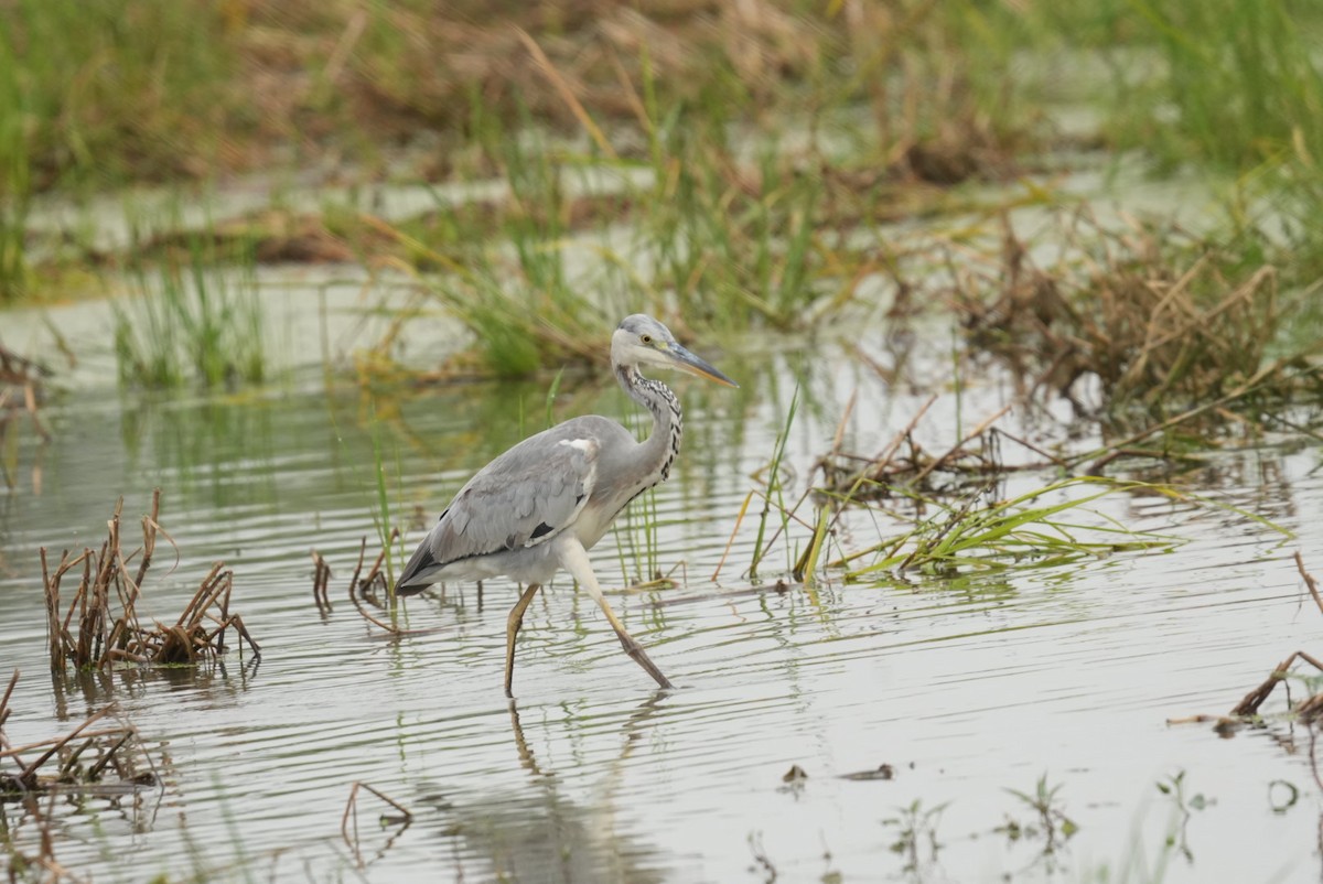 Koartza hauskara - ML644544884