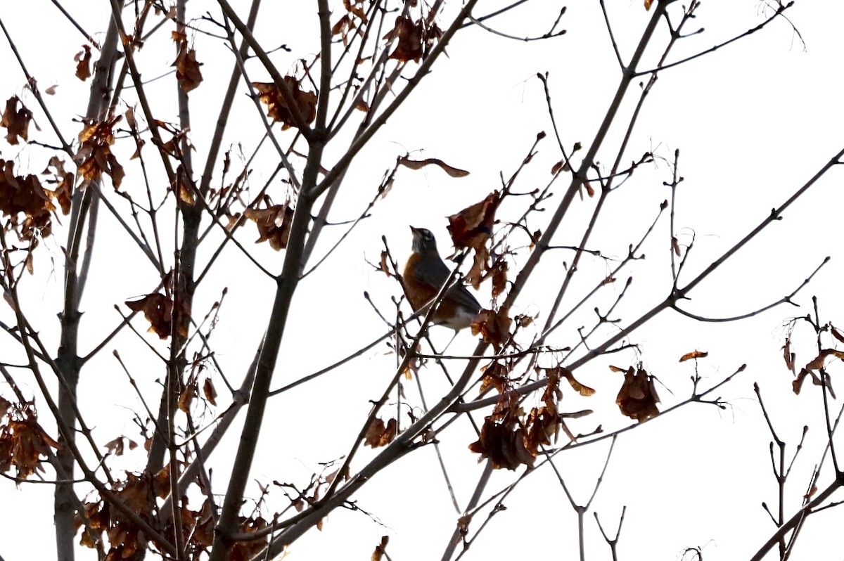 קיכלי נודד - ML644544885